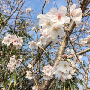 【桜満開ももう間もなく♪】春のエブリィ行橋店へGOGO！